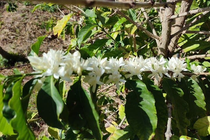 Visite de la plantation de café et des fruits tropicaux à Herradura