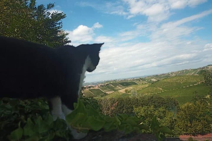 Gioco Misterioso del Vino Privato a Neive, Langhe — foto 3