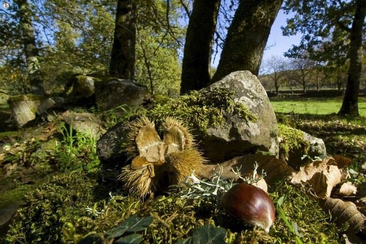 Esperienza della Castagna a Polvica per Piccole Gruppi — foto 2