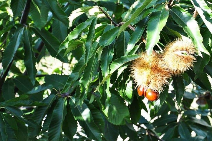 Kastanien-Erlebnis in Polvica für Kleingruppen — Foto 4