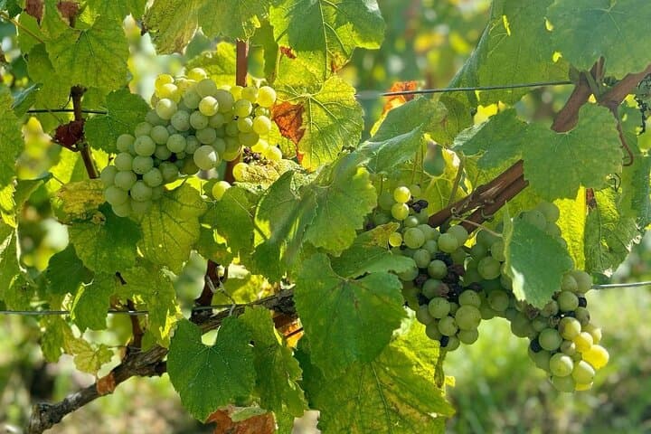 Giornata del Vino nella Valle della Loira da Parigi con Castello di Chambord e 6 Degustazioni — foto 4