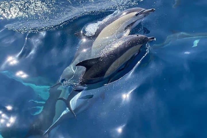 La Herradura : Voilier avec vue sur les dauphins - Partagé — photo 3