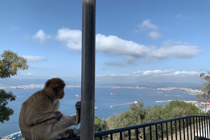 Geführte Tour von Gibraltar an der Costa del Sol