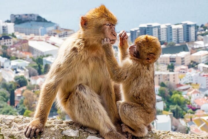Geführte Tour von Gibraltar an der Costa del Sol — Foto 4
