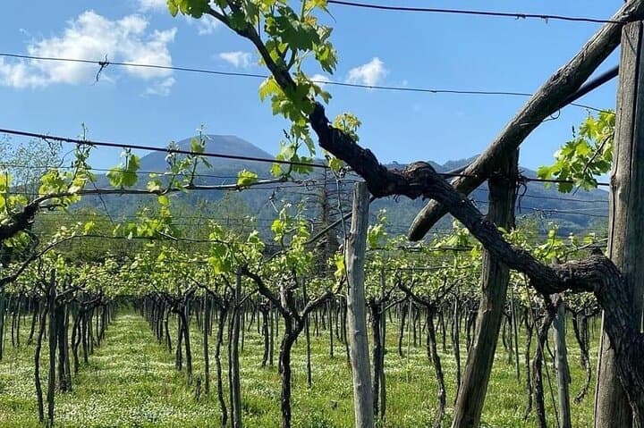 Pompeii-Tour, Mittagessen und Weinprobe am Vesuv — Foto 5
