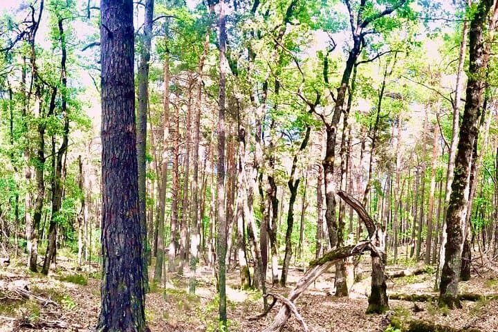 Tour in treno di montagna e trekking nella Foresta e Castello Mistico — foto 5