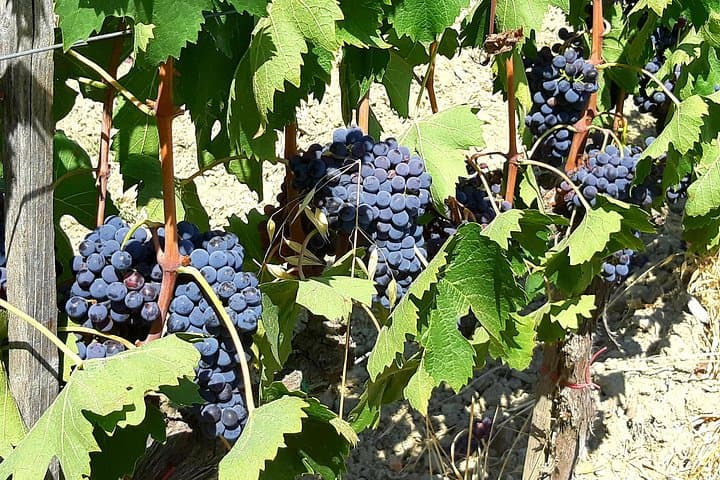 Volterra & San Gimignano : Visite, Déjeuner & Dégustation de Vins Chianti — photo 3