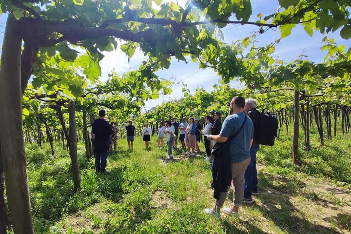 Visite de demi-journée des vins de Txakoli et de Getaria — photo 5