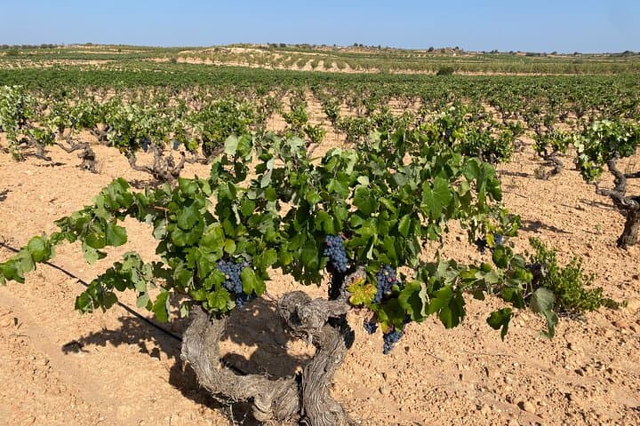 Pago Vineyards & Premium Wines 1/2 Tag Requena - Privat — Foto 2
