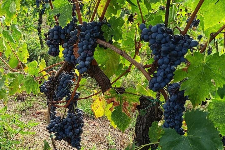 Tour de Vino Chianti Classico y Visita a San Gimignano de Medio Día — foto 3