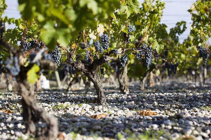 Visite Privée de la Région Viticole de Pessac-Léognan — photo 5