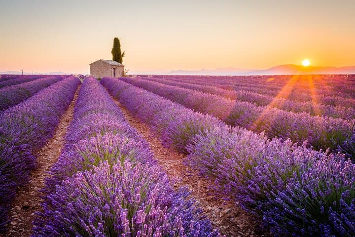 Tour Privado por los Campos de Lavanda y el Garganta del Verdon desde Niza