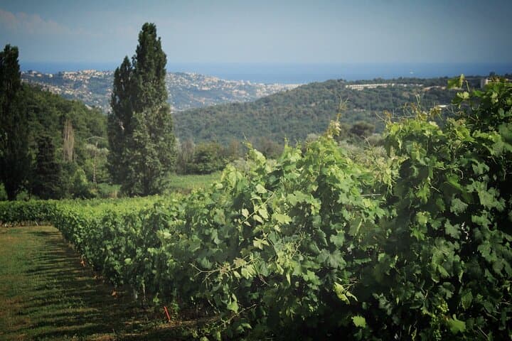 Weinverkostung und Dorfbesichtigung in Grasse, Frankreich — Foto 3
