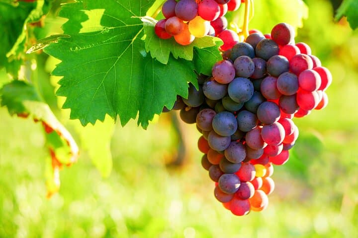 Tour di un giorno intero con visita al mercato provenzale e degustazione di vini da Nizza — foto 2