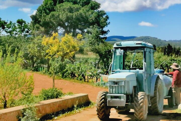 Visite privée de dégustation de vins à Ibiza