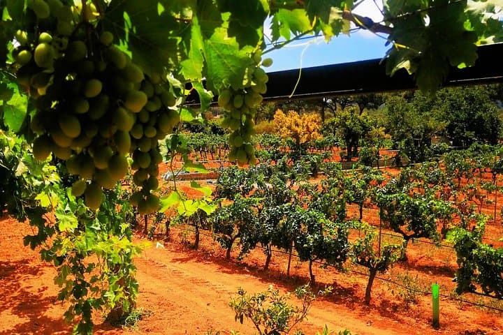 Visite privée de dégustation de vins à Ibiza — photo 3