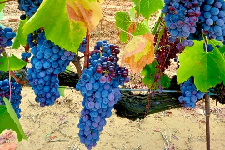Mein toskanischer Bauernhof - Wein, Pasta & Weinberg an einem Tag — Foto 4