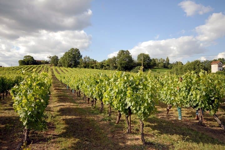 Visite des Vins de Gaillac - Demi-journée au départ de Toulouse — photo 2