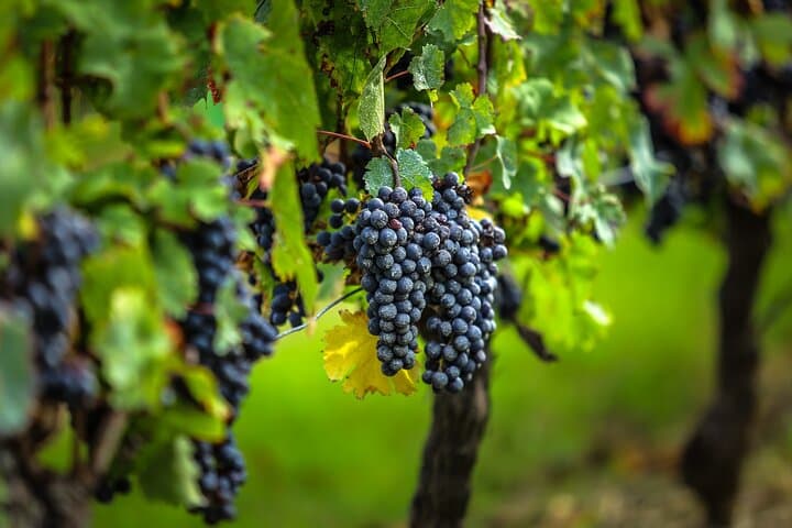 Visite des Vins de Gaillac - Demi-journée au départ de Toulouse — photo 3