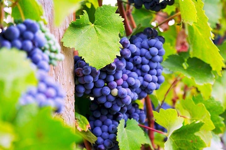 Visite Privée des Vins de Gaillac - Demi-journée au départ de Toulouse — photo 3