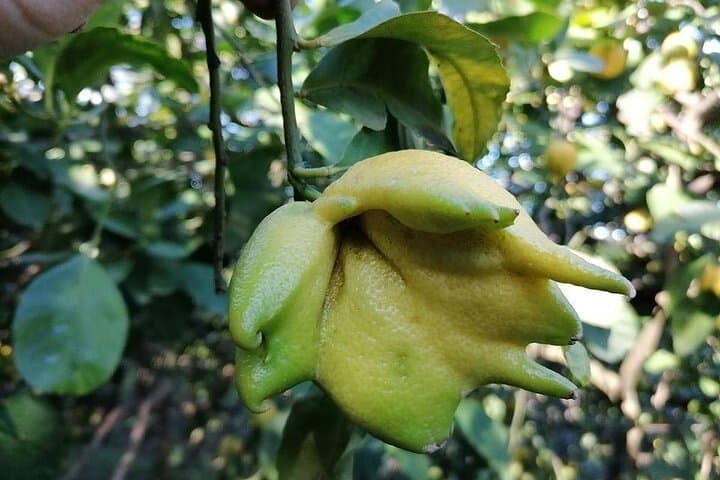 Olio d'Oliva al Limone e Mozzarella sulla Costiera Sorrentina — foto 3