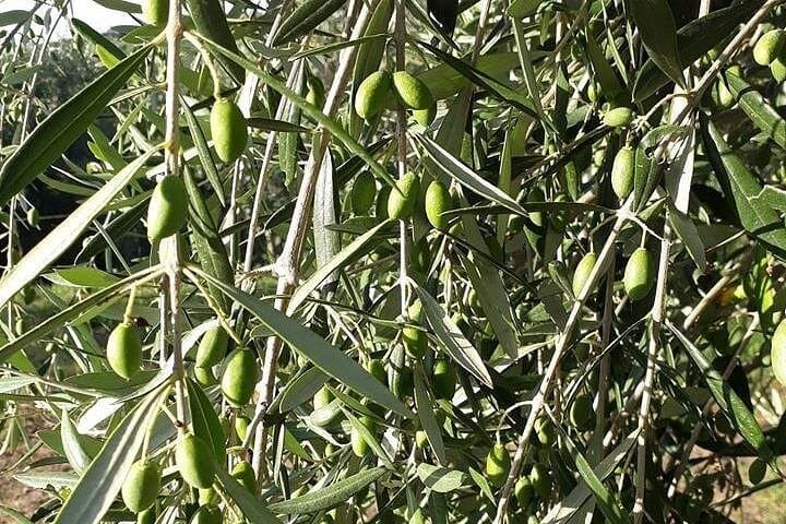 Olio d'Oliva al Limone e Mozzarella sulla Costiera Sorrentina — foto 4