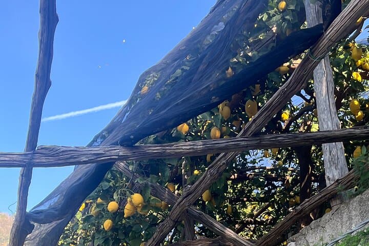 Tour del Sentiero dei Limoni con Sessione di Degustazione e Trasferimento da Amalfi — foto 5
