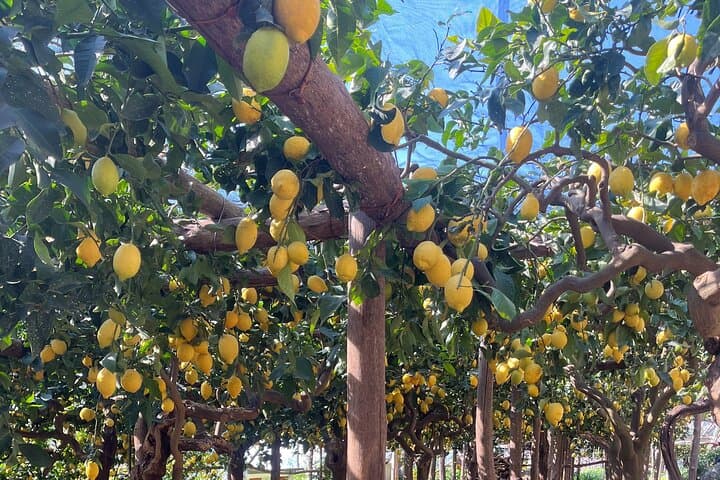 Tour del Sentiero dei Limoni con Sessione di Degustazione e Trasferimento da Amalfi — foto 2