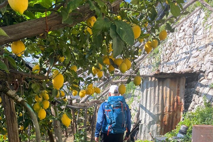Tour del Sentiero dei Limoni con Sessione di Degustazione e Trasferimento da Amalfi
