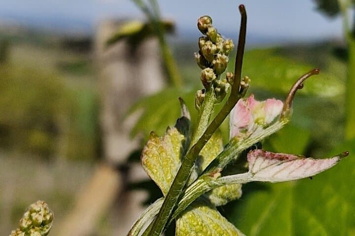 Volterra Organic Wine Experience — Foto 5
