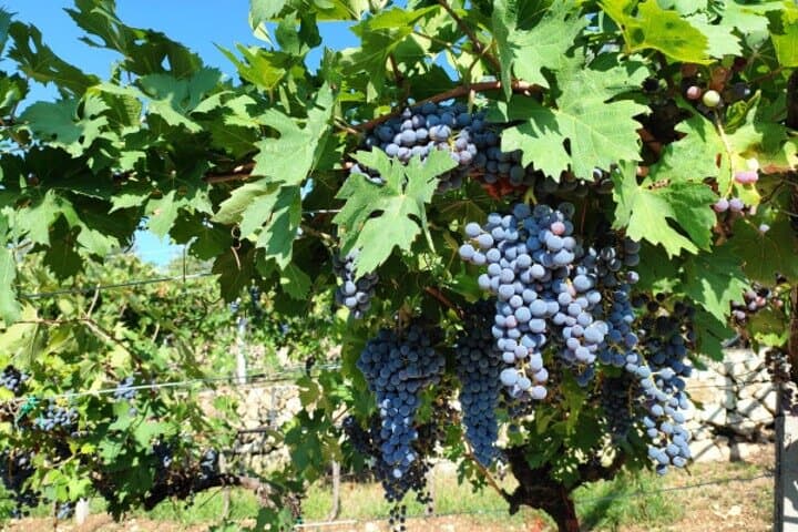 Una Domenica di Tour del Vino Amarone in Valpolicella — foto 4
