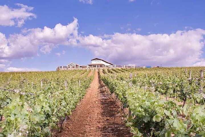 Degustazione di Vini con Tapas in un Vigneto Panoramico