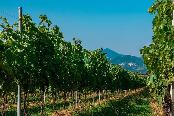 Visite de vignoble et de cave avec dégustation de 5 vins près du lac de Garde — photo 5