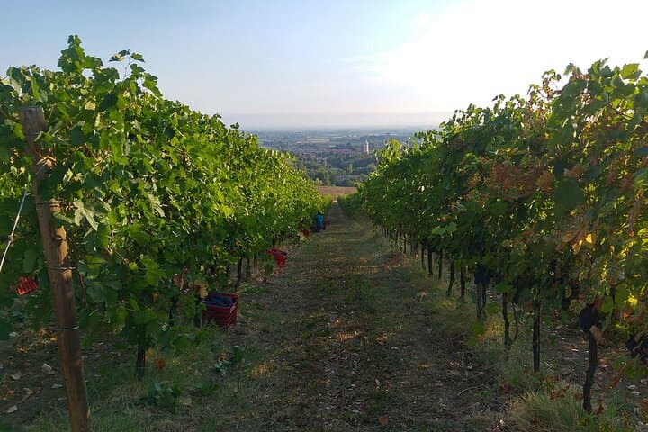 Bologna Hills: Bio-DOCG Weinverkostung & Weingutbesichtigung — Foto 5