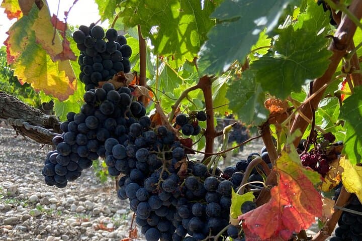 Weinprobe in der Burg und im Dorf Saint Emilion — Foto 2
