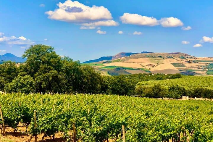 Degustazione di Vini con Tapas in un Vigneto Panoramico — foto 2