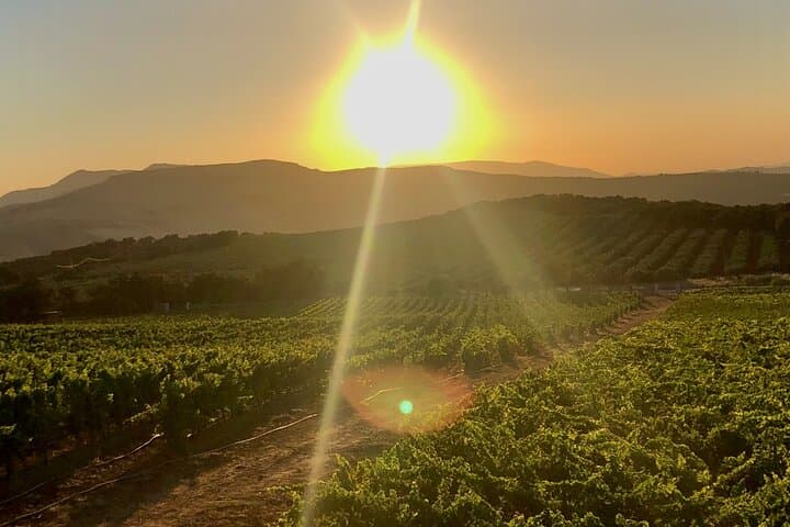 Degustazione di Vini con Tapas in un Vigneto Panoramico — foto 3