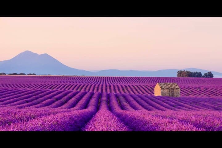 Excursión de un día a los campos de lavanda y el cañón del Verdon - Francia