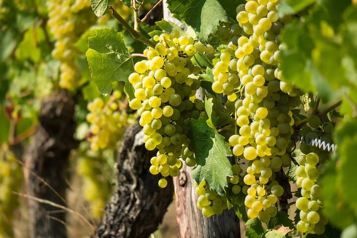 Giornata del Vino Chablis-Borgogna da Parigi con 8 Degustazioni e Pranzo — foto 3