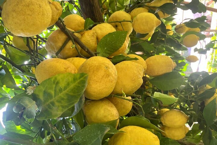 Tour vintage por la Costa de Amalfi con picnic bajo limoneros — foto 2