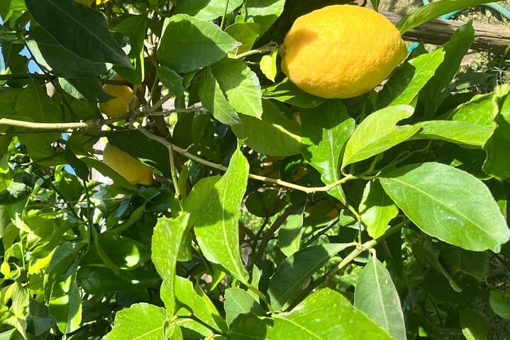 Tour vintage por la Costa de Amalfi con picnic bajo limoneros — foto 3