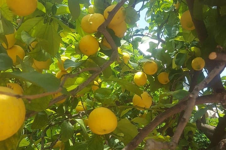 Sentiero dei Limoni e Cena sulla Costiera Amalfitana — foto 2