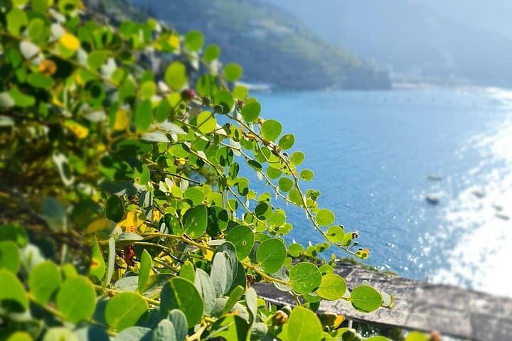 Sentiero dei Limoni e Cena sulla Costiera Amalfitana — foto 5