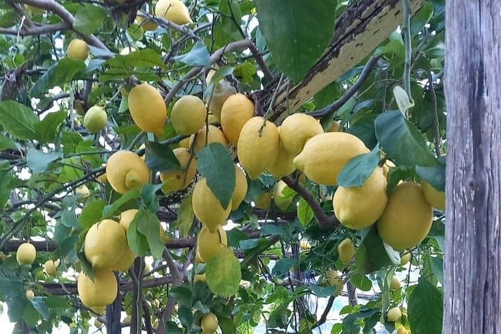 Maiori: Tour di Escursionismo in una Fattoria di Limoni con Degustazioni di Limoni — foto 5