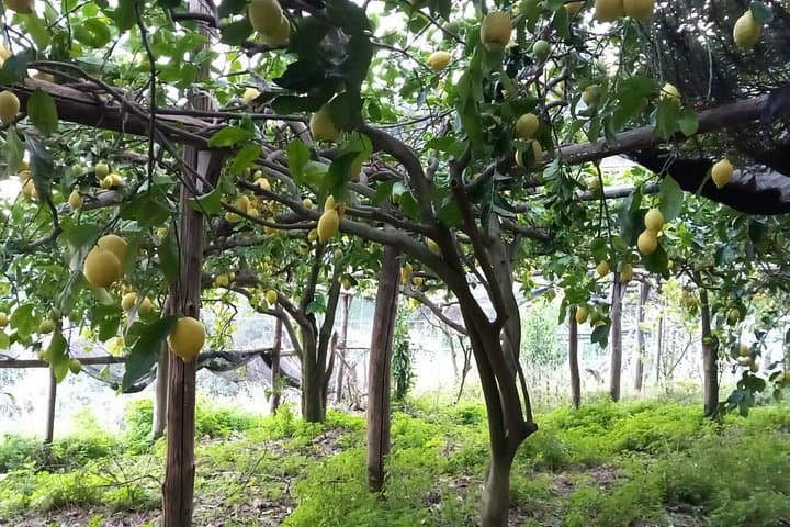 Maiori: Tour di Escursionismo in una Fattoria di Limoni con Degustazioni di Limoni
