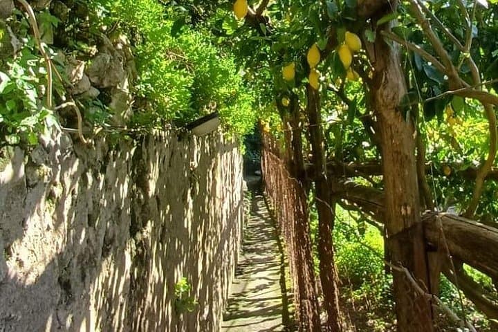 Maiori: Tour di Escursionismo in una Fattoria di Limoni con Degustazioni di Limoni — foto 3