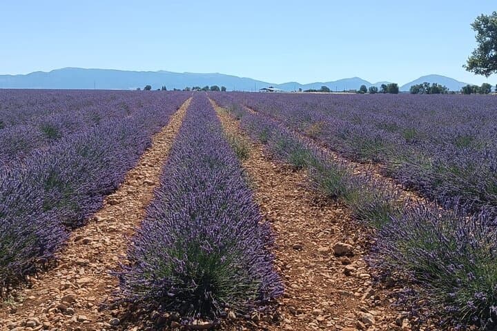 Visite des champs de lavande et des oliveraies en Provence