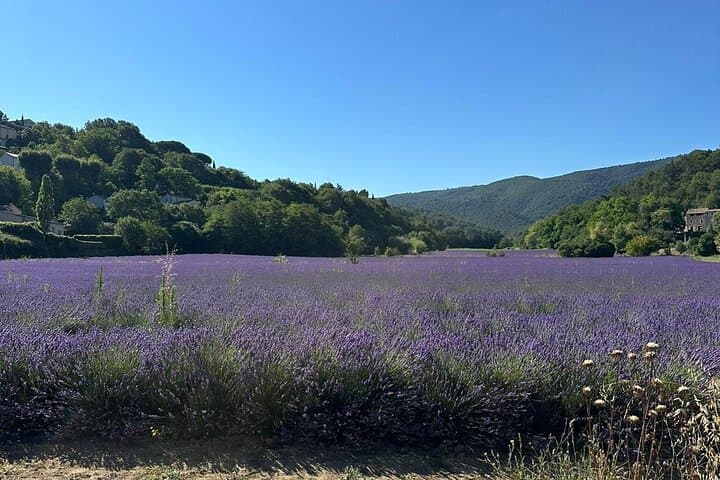 Visite des champs de lavande et des oliveraies en Provence — photo 2