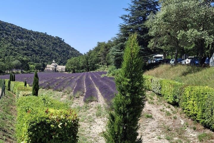 Visite des champs de lavande et des oliveraies en Provence — photo 3