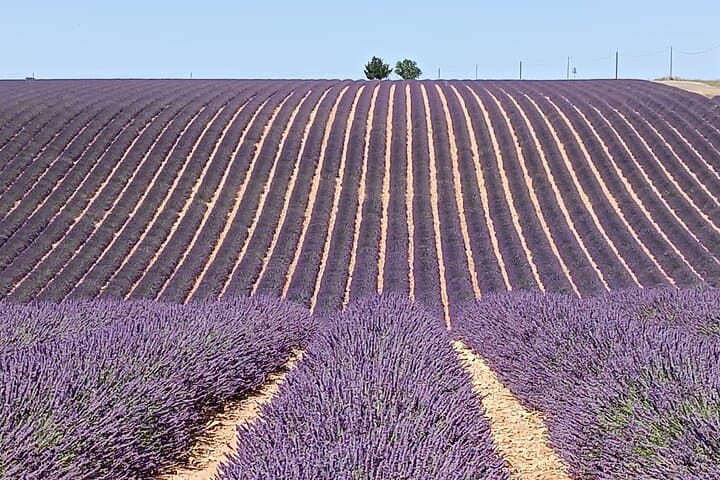 Visite des champs de lavande et des oliveraies en Provence — photo 4